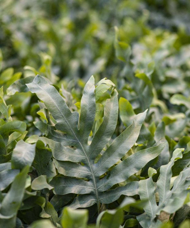 luchtzuiverende kamerplanten