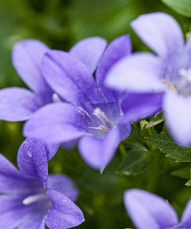bloeiende kamerplanten