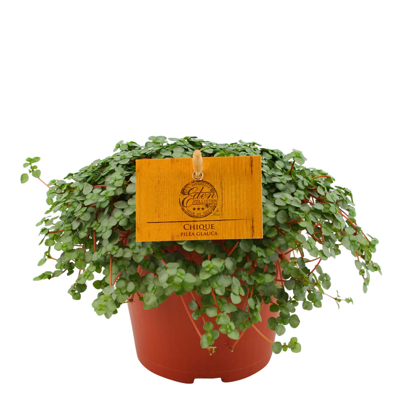 pilea glauca