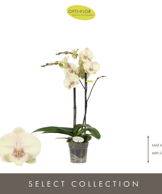 phalaenopsis optistar turner